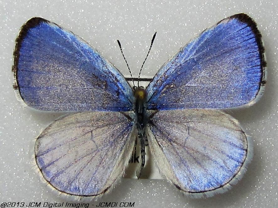 Celastrina argiolus ssp (Georgia)